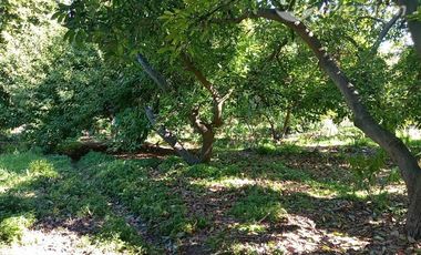 Agrícola en Venta en Entrada por Camino Internacional