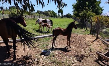 Agrícola en Venta en Camino a Santa Clara , Ruta Q-15