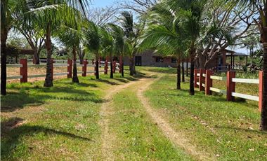 Vendo Finca Penonome10 Hectareas