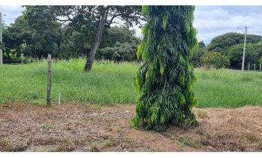 VENTA DE TERRENO BUENA UBICACIÓN SANTA MARA VIA LA PINTADA PENONOMÉ