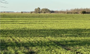 Campo en venta en Ranchos. 89 Has. mixtas