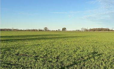 Campo en venta en Ranchos. 89 Has. mixtas