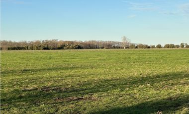 Campo en venta en Ranchos. 89 Has. mixtas