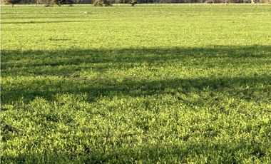 Campo en venta en Ranchos. 89 Has. mixtas