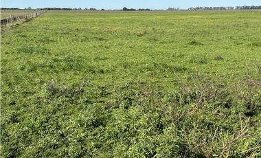 Campo en venta en Ranchos. 89 Has. mixtas