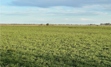 Campo en venta en Ranchos. 89 Has. mixtas