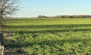 Campo en venta en Ranchos. 89 Has. mixtas