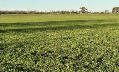 Campo en venta en Ranchos. 89 Has. mixtas