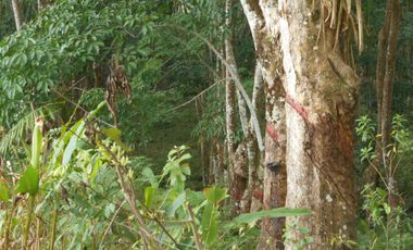 Venta de Terreno Rustico Río Manso