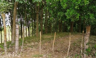 Venta de Terreno Rustico Río Manso