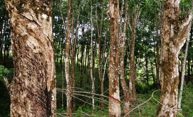 Venta de Terreno Rustico Río Manso