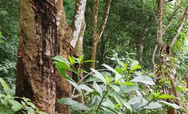 Venta de Terreno Rustico Río Manso