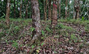 Venta de Terreno Rustico Río Manso