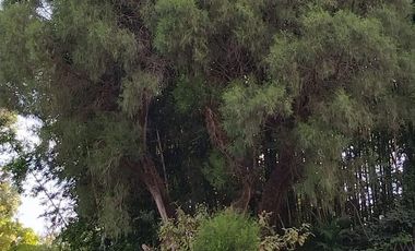 Vendo Casa Pino Col. Rancho Cortes Cuernavaca Morelos