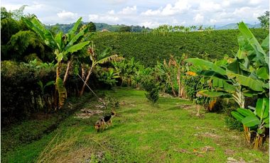 SE VENDE FINCA CAMPESTRE EN SANTA ROSA DE CABAL
