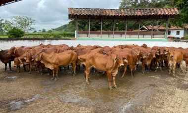 Finca para la venta en el sector del Ingenio Risaralda, La Virginia