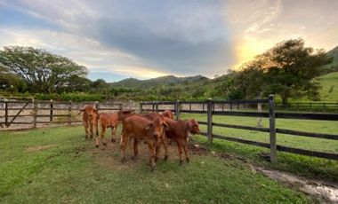 Finca para la venta en el sector del Ingenio Risaralda, La Virginia