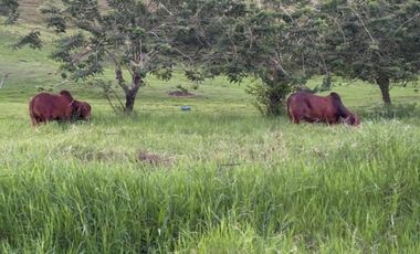 Finca para la venta en el sector del Ingenio Risaralda, La Virginia