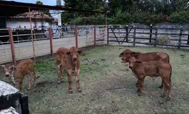 Finca para la venta en el sector del Ingenio Risaralda, La Virginia