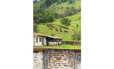 Finca para la venta en el sector del Ingenio Risaralda, La Virginia
