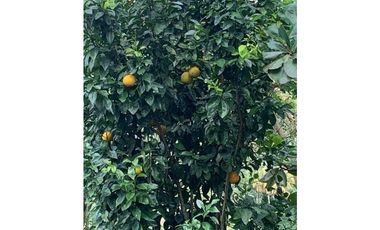 Venta Finca Nocaima Parte Alta 10.819 M2 cerca Villeta Cundinamarca.