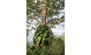 Venta Finca Nocaima Parte Alta 10.819 M2 cerca Villeta Cundinamarca.