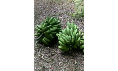 Venta Finca Nocaima Parte Alta 10.819 M2 cerca Villeta Cundinamarca.