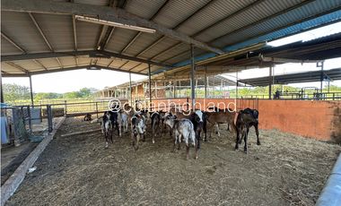 Se Vende Finca de 174.4 Hectareas en La Villa de Los Santos