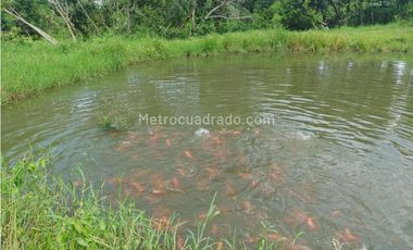 Finca en Venta  en Viota Vía a La Mesa 13 hectareas