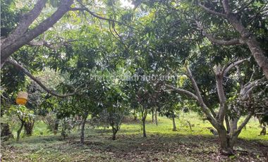 Finca en Venta  en Viota Vía a La Mesa 13 hectareas