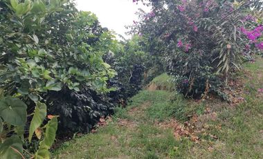 FINCA EN VENTA EN LA VDA LA PALMA/DOSQUEBRADAS