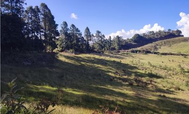 vendo finca en la unión Antioquia 15 Hectareas (24 cuadras)