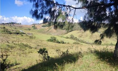 vendo finca en la unión Antioquia 15 Hectareas (24 cuadras)