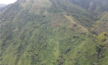 Finca certificada en venta sector Génova Quindío (120 Hectareas)