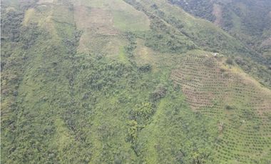 Finca certificada en venta sector Génova Quindío (120 Hectareas)
