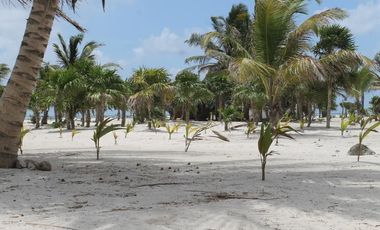 VENTA DE HERMOSO TERRENO FRENTE AL MAR, MAHAHUAL