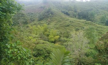 Venta Finca en la vía Córdoba a Pijao Quindío. Colombia COD: 8520185