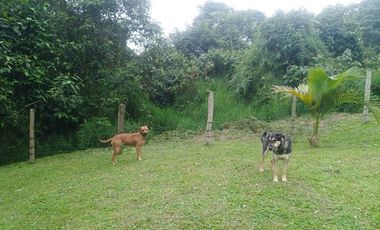 Venta Finca en la vía Córdoba a Pijao Quindío. Colombia COD: 8520185
