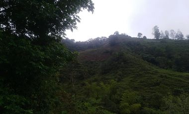 Venta Finca en la vía Córdoba a Pijao Quindío. Colombia COD: 8520185