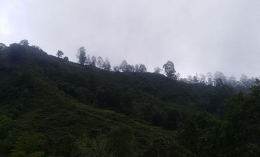 Venta Finca en la vía Córdoba a Pijao Quindío. Colombia COD: 8520185