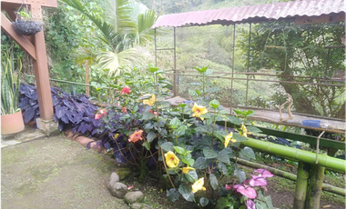 Venta Finca en la vía Córdoba a Pijao Quindío. Colombia COD: 8520185