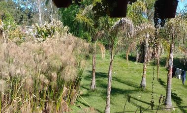 Quinta - Caraguata