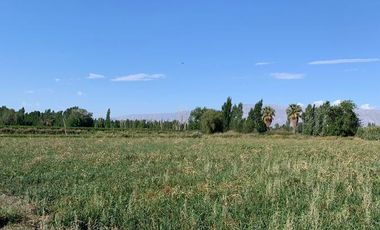 Finca - El Medanito