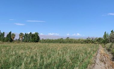 Finca - El Medanito