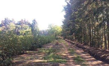 Quinta en venta - 2 Dormitorios 1 Baño - 100.000Mts2 - Florencio Varela