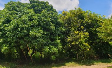 Land for sale in Yu Wa, Chiang Mai