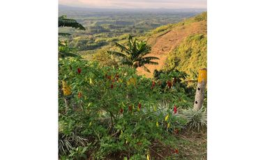 SE VENDE O SE PERMUTA FINCA EN BUENAVISTA QUINDIO