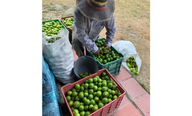 Finca  Anapoima  7 fanegadas