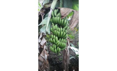 Finca  Anapoima  7 fanegadas