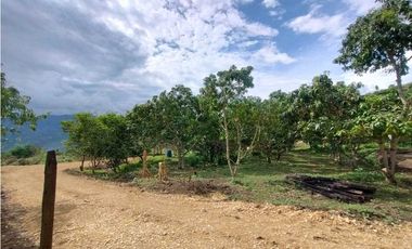 Venta de Lotes en La Mesa vía San Joaquín